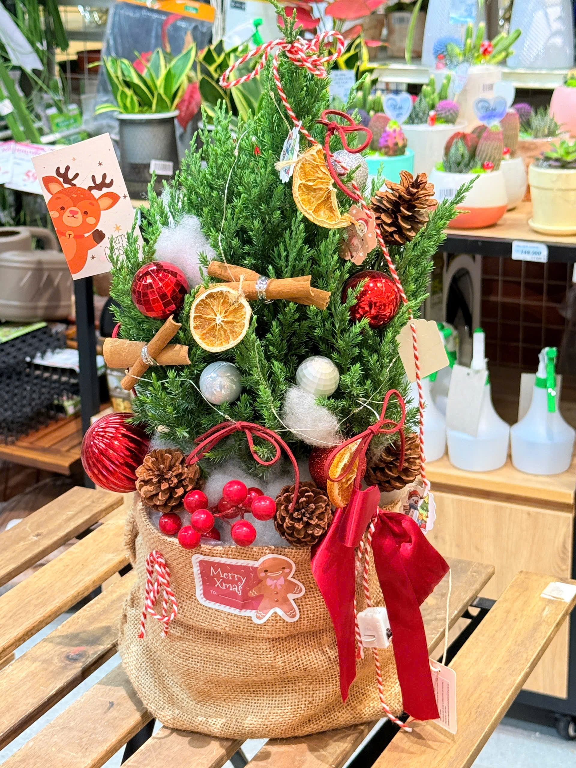 KOHNAN - Cây Tùng Noel 60cm