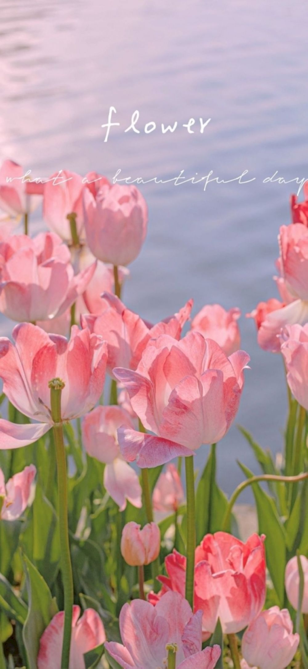 Vẻ đẹp hiện đại và sang trọng từ những đóa Tulip (Nguồn: Internet)