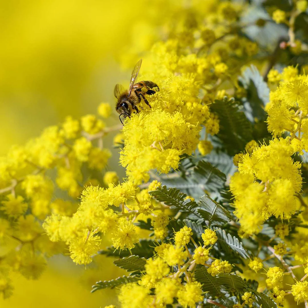Hoa mimosa biểu trưng cho tình yêu ngọt ngào và trong trẻo (Nguồn: Internet) Hoa mimosa biểu trưng cho tình yêu ngọt ngào và trong trẻo (Nguồn: Internet)