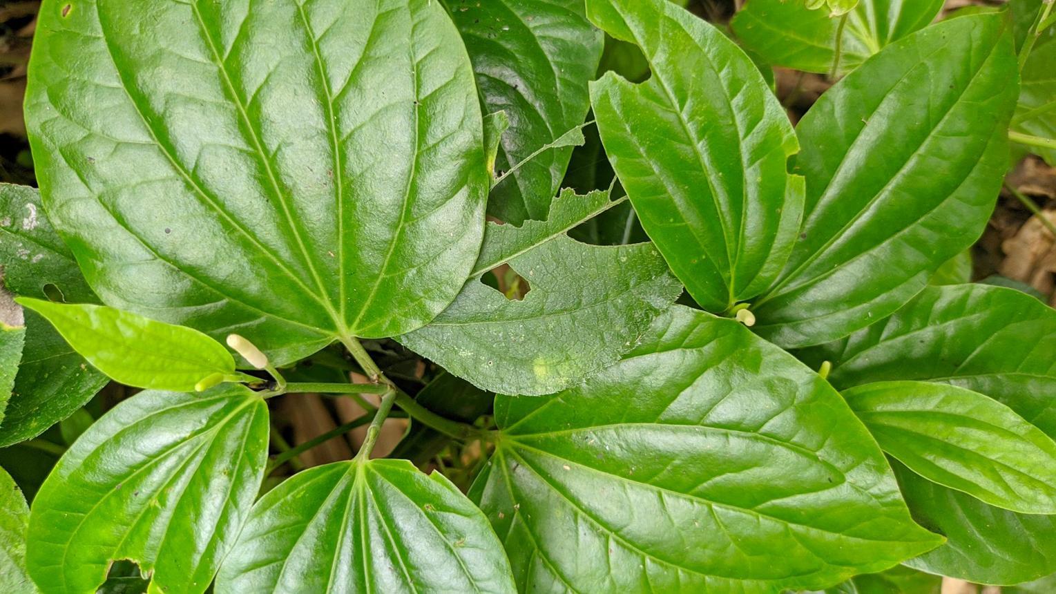 Hình nền hoa lá thiên nhiên giúp cân bằng năng lượng và mang lại sự hài hòa phong thủy (Nguồn: Internet)