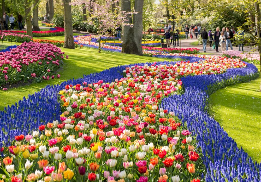 Vẻ đẹp hiện đại và sang trọng từ những đóa Tulip (Nguồn: Internet)
