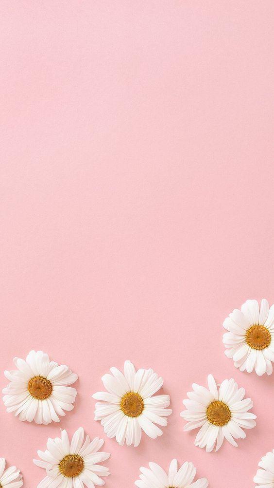 Hình nền iPhone cute hoa và thiên nhiên nhẹ nhàng mang lại cảm giác tươi mới (Nguồn: Internet)