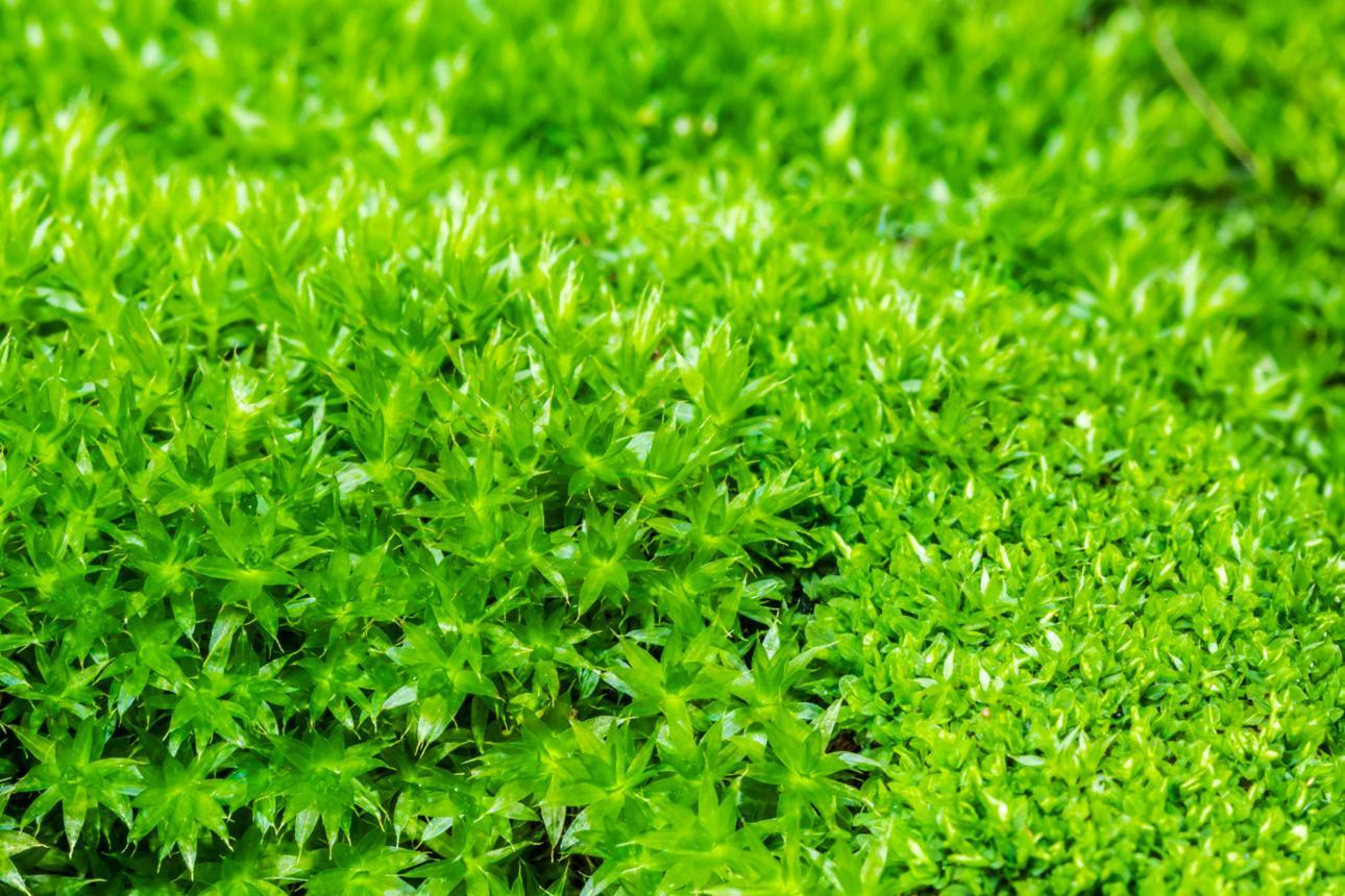 Hình nền hoa lá thiên nhiên giúp cân bằng năng lượng và mang lại sự hài hòa phong thủy (Nguồn: Internet)