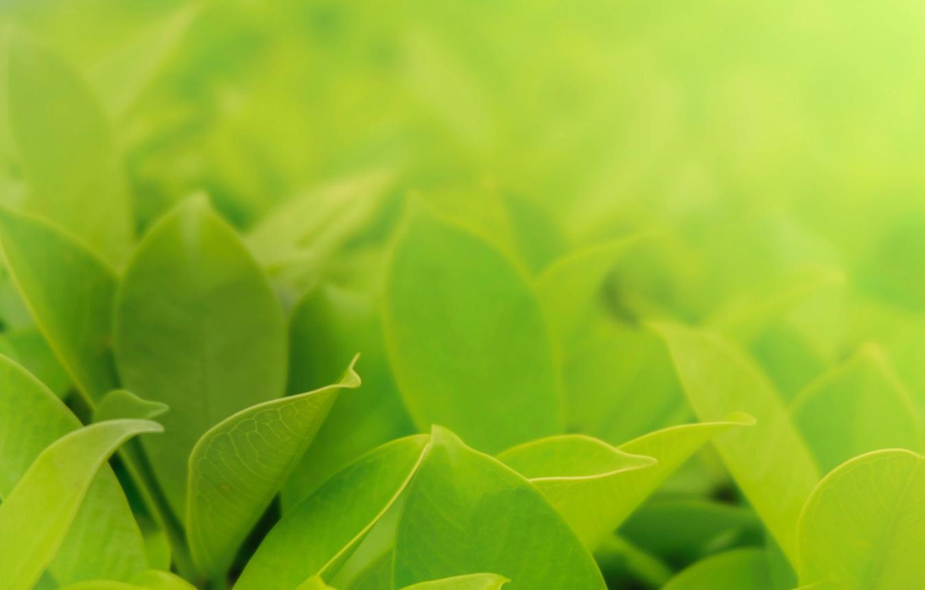 Hình nền màu xanh lá giúp tăng cường năng lượng bản mệnh và hỗ trợ thu hút tài lộc ổn định (Nguồn: Internet)