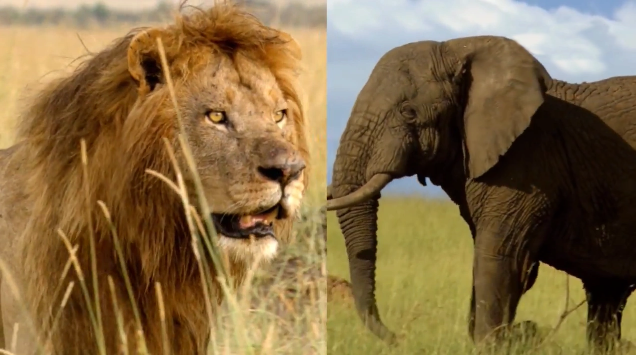 It’s UnBungalievable (2016) It’s UnBungalievable (2016)