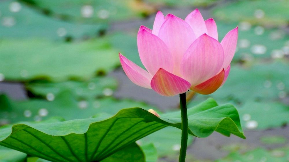 Vẻ đẹp thanh tao của hoa sen mang lại cảm giác an yên (Nguồn: Internet)