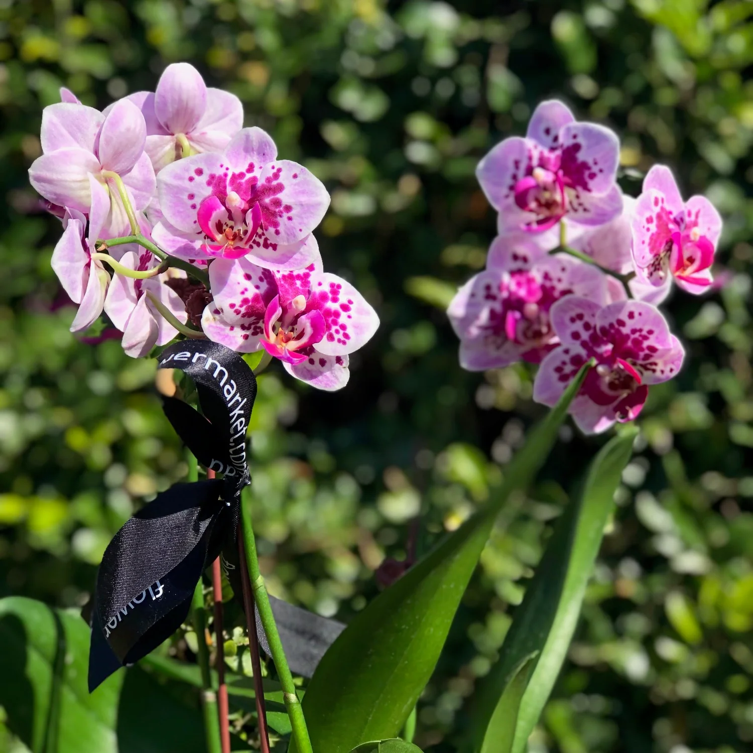 Hoa lan hồ điệp được xem là biểu tượng nổi bật của sự giàu sang (Nguồn: Internet) Hoa lan hồ điệp được xem là biểu tượng nổi bật của sự giàu sang (Nguồn: Internet)