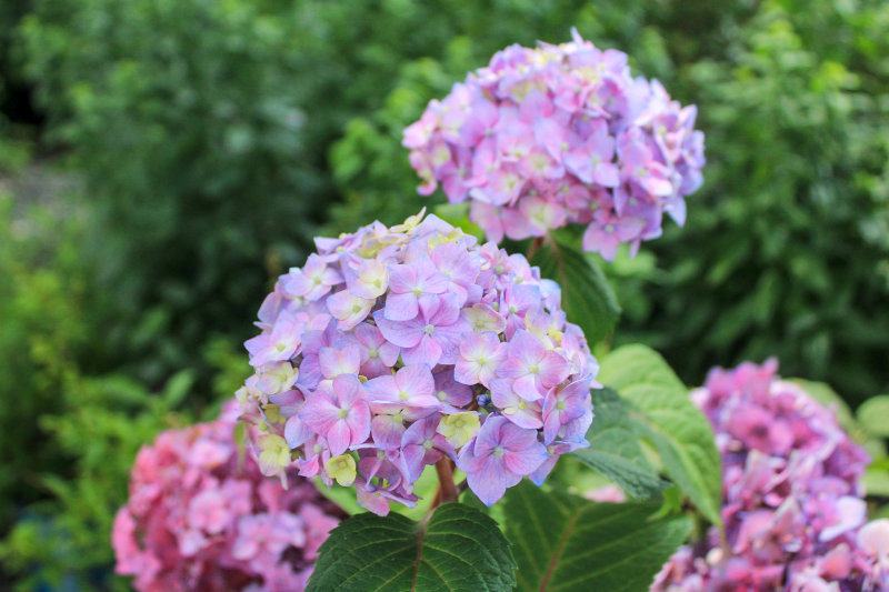 Hoa cẩm tú cầu thể hiện tình yêu bền vững và thấu hiểu (Nguồn: Internet)