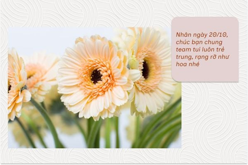 Hoa đồng tiền màu cam mang vẻ rạng rỡ, thích hợp làm hình ảnh minh họa cho lời chúc 20/10. (Nguồn: Internet)
