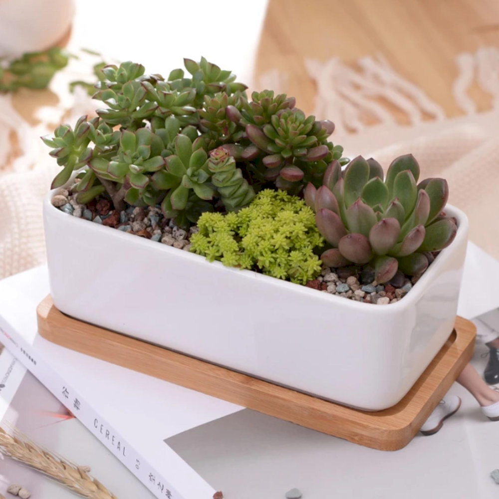 Quà tặng chậu cây nhỏ (Nguồn: Internet)