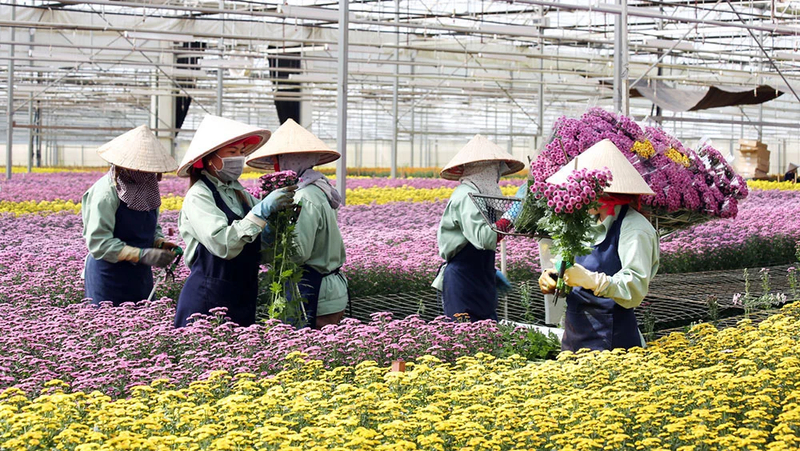 Dalat Hasfarm cung cấp hoa cắt cành, hoa chậu và các thiết kế hoa phù hợp làm quà tặng. (Nguồn: Internet)