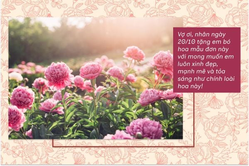 Vườn hoa cẩm chướng hồng gợi vẻ rạng rỡ, thích hợp minh họa lời chúc dành cho người yêu. (Nguồn: Internet)