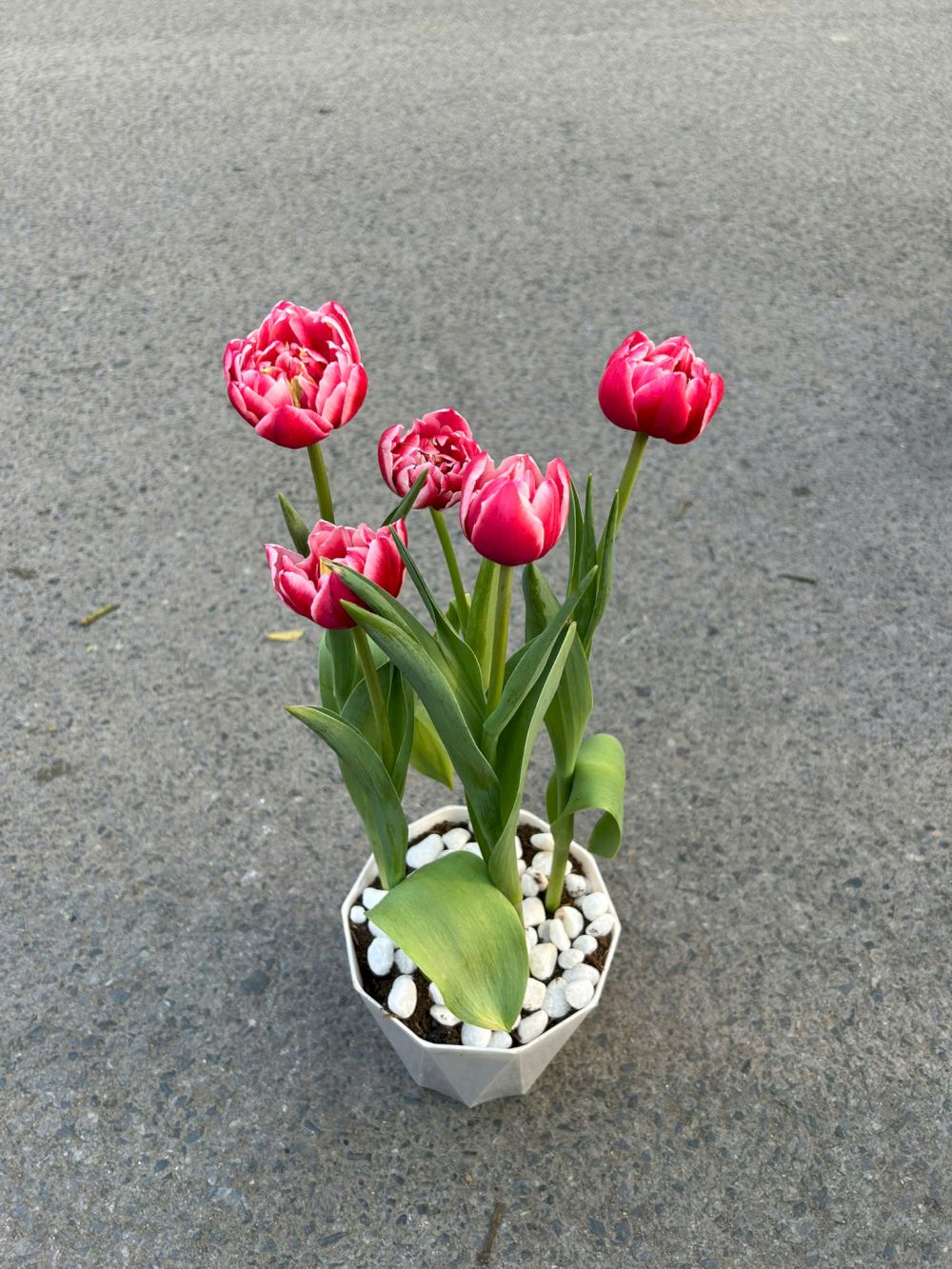 Vẻ đẹp hiện đại và sang trọng từ những đóa Tulip (Nguồn: Internet)