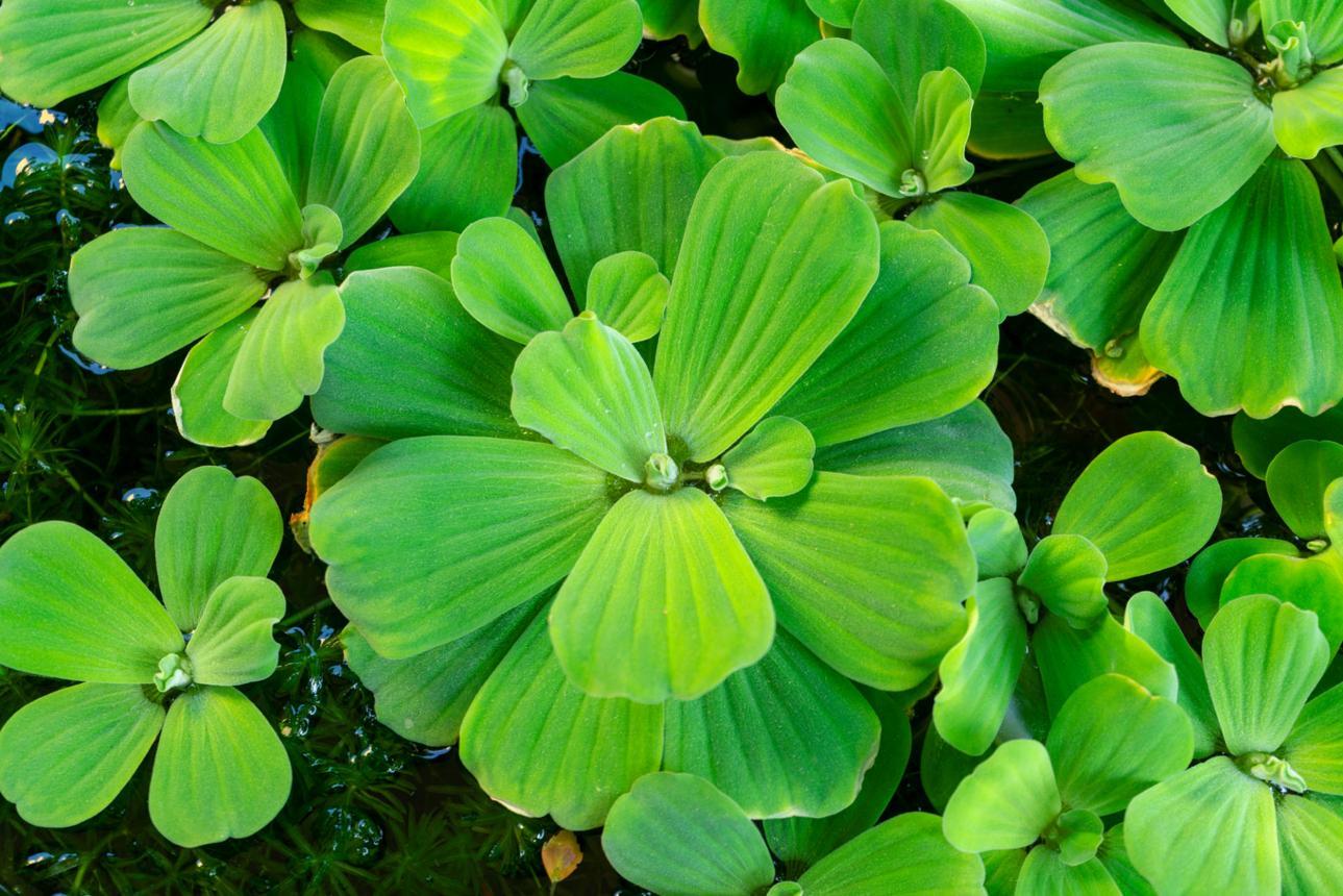 Hình nền thác nước và suối rừng giúp nuôi dưỡng và kích hoạt dòng chảy tài lộc tự nhiên (Nguồn: Internet)