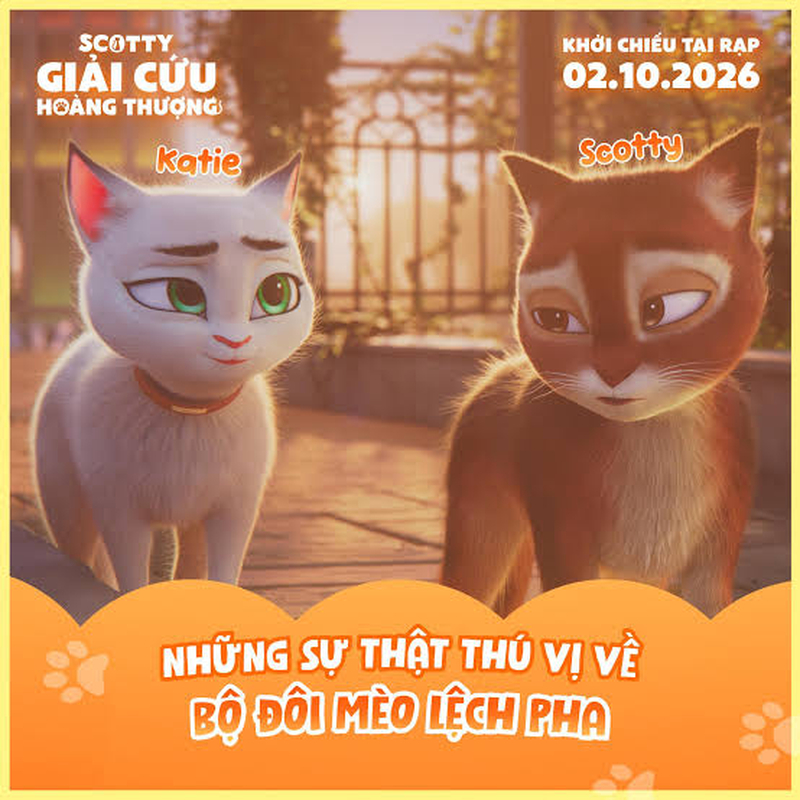 Scotty: Giải Cứu Hoàng Thượng kể về Scotty, chú mèo hoang bất ngờ bước vào cuộc phiêu lưu cùng Katie, một cô mèo nhà.