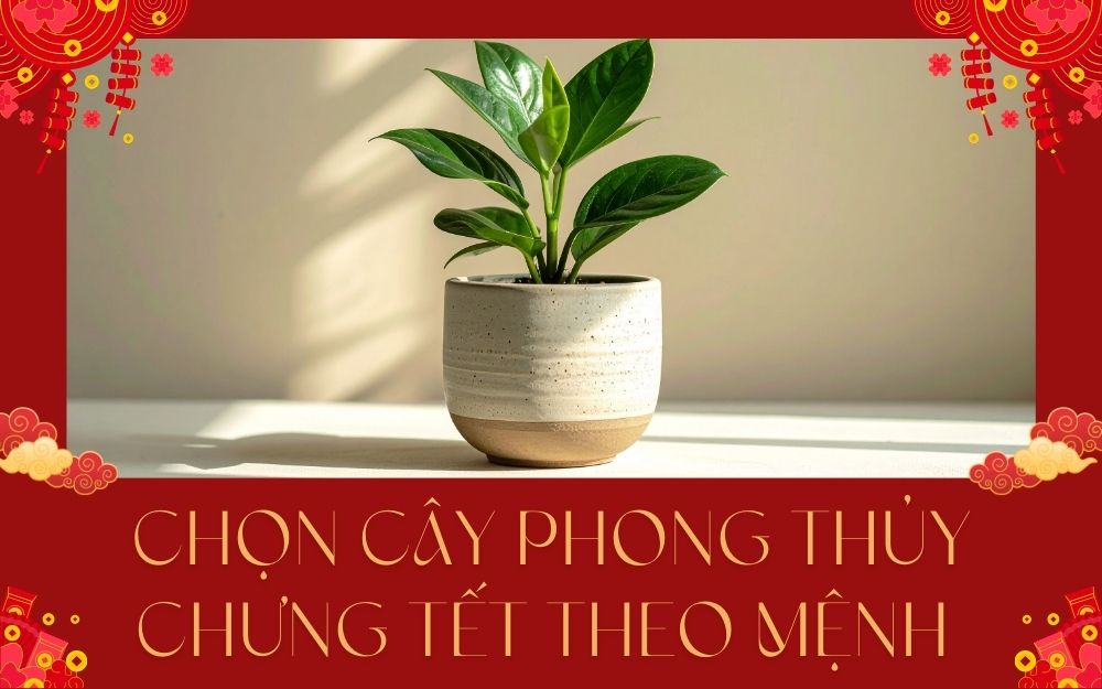 Chọn cây phong thủy chưng Tết theo mệnh Kim Mộc Thủy Hỏa Thổ