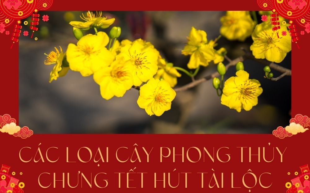 Các loại cây phong thủy chưng Tết hút tài lộc, may mắn nhất