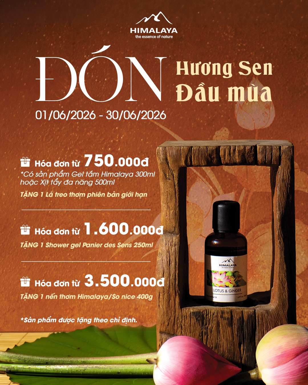 HIMALAYA - ĐÓN HƯƠNG SEN ĐẦU MÙA