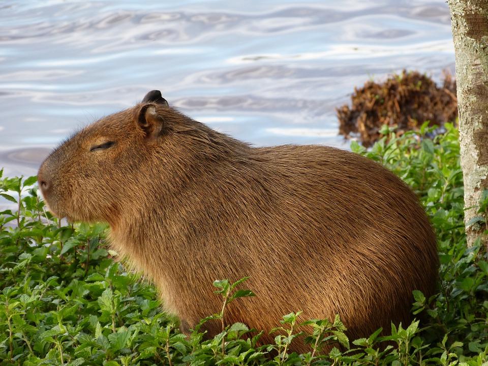 5 cách để bạn trở thành "chiến thần ngoại giao" được yêu mến như Capybara