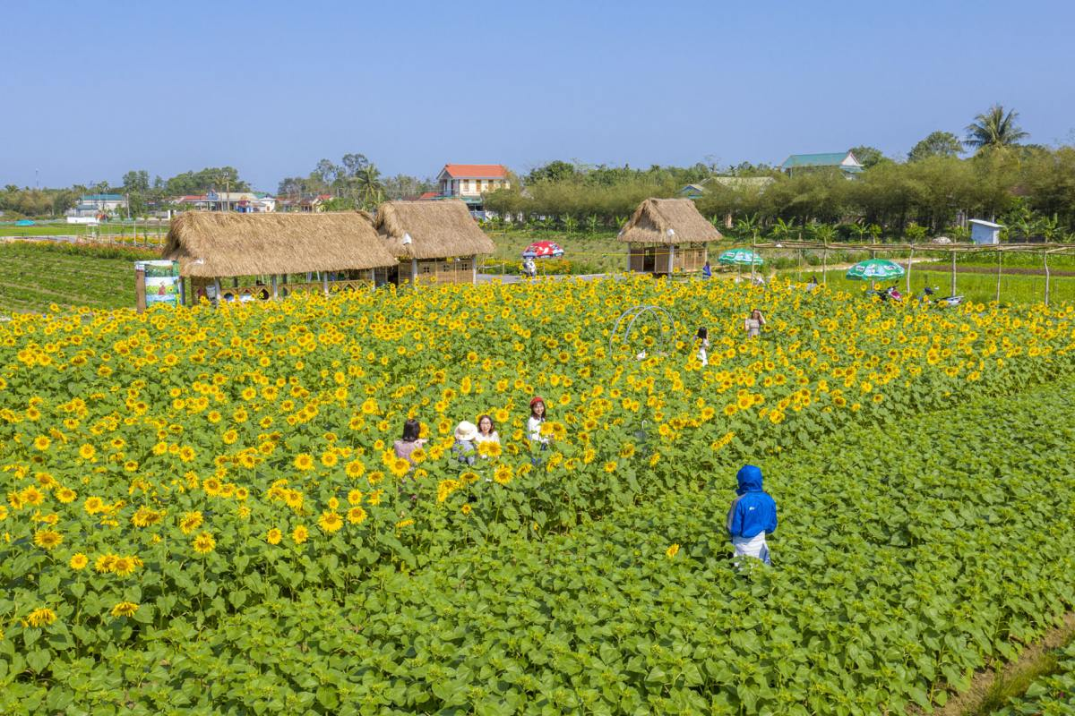 Green Life Farm l&agrave; n&ocirc;ng trại hoa được nhiều bạn trẻ check-in ở Huế 