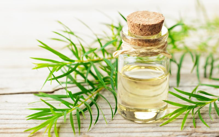 Dầu tr&agrave;m Huế c&oacute; khả năng giữ ấm cơ thể v&ocirc; c&ugrave;ng hiệu quả