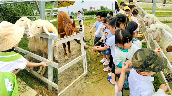 Edufarm Bao Vinh mang đến trải nghiệm v&ocirc; c&ugrave;ng độc đ&aacute;o cho c&aacute;c b&eacute; trong kh&ocirc;ng gian đậm chất thi&ecirc;n nhi&ecirc;n