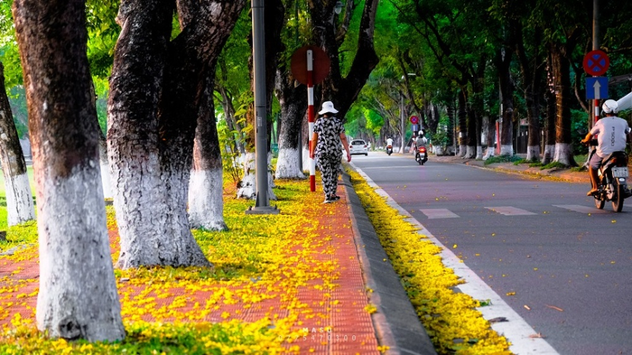 Dạo bước dưới t&aacute;n phượng đỏ rực ở Đo&agrave;n Thị Điểm, bạn sẽ c&oacute; ngay background sống ảo si&ecirc;u thơ